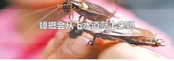 蟑螂会从下水道爬上来吗