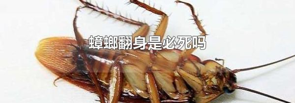 蟑螂翻身是必死吗
