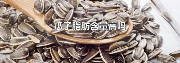 瓜子脂肪含量高吗
