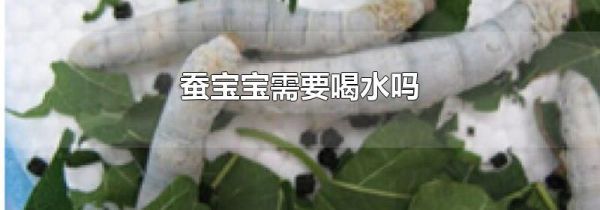 蚕宝宝需要喝水吗