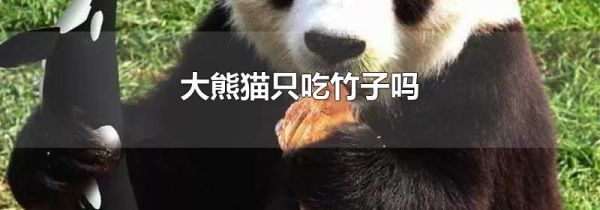 大熊猫只吃竹子吗