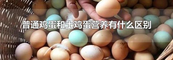 普通鸡蛋和土鸡蛋营养有什么区别