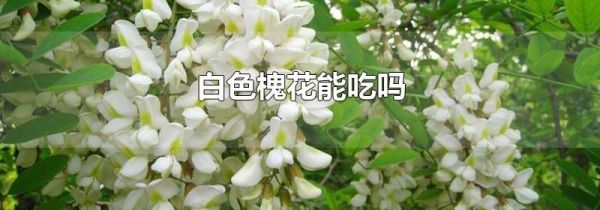 白色槐花能吃吗