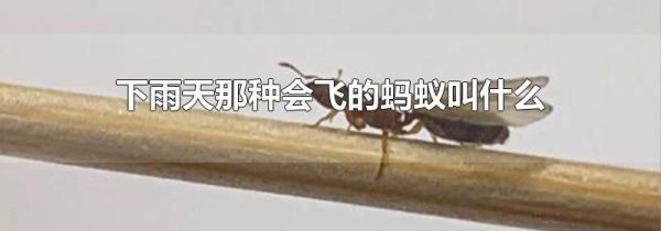 下雨天那种会飞的蚂蚁叫什么