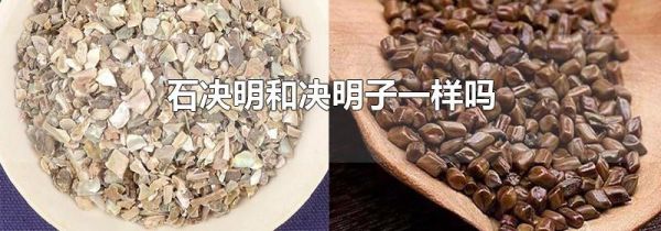 石决明和决明子一样吗