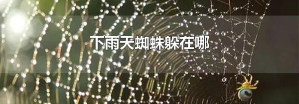 下雨天蜘蛛躲在哪