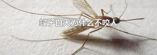 蚊子白天为什么不咬人