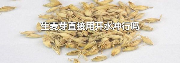 生麦芽直接用开水冲行吗