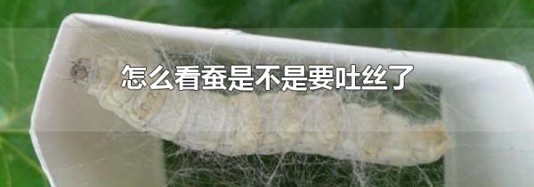 怎么看蚕是不是要吐丝了