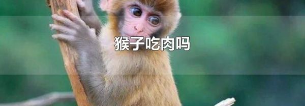 猴子吃肉吗