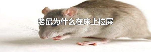 老鼠为什么在床上拉屎