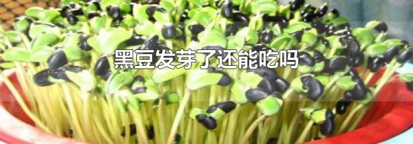 黑豆发芽了还能吃吗