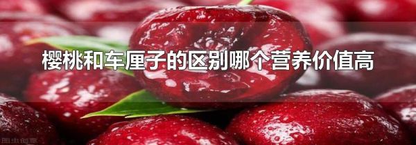 樱桃和车厘子的区别哪个营养价值高