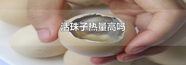 活珠子热量高吗