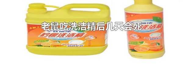 老鼠吃洗洁精后几天会死