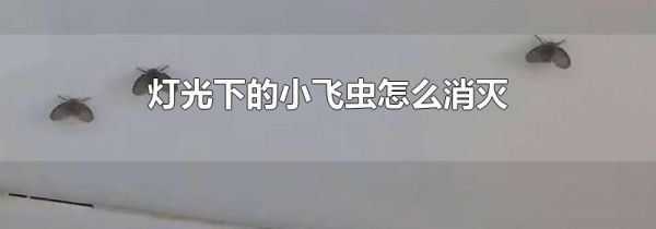 灯光下的小飞虫怎么消灭