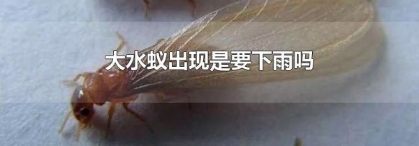 大水蚁出现是要下雨吗