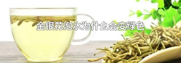 金银花泡水为什么会变绿色