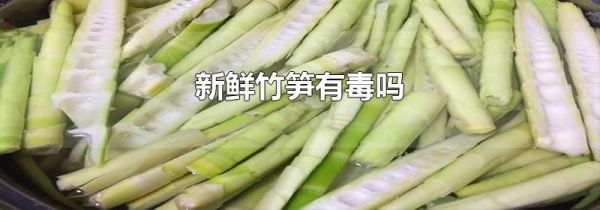 新鲜竹笋有毒吗