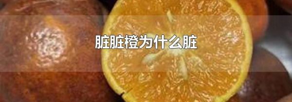脏脏橙为什么脏