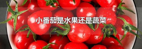 小番茄是水果还是蔬菜