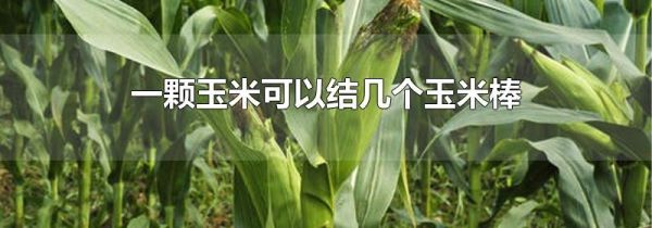 一颗玉米可以结几个玉米棒