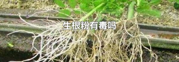 生根粉有毒吗