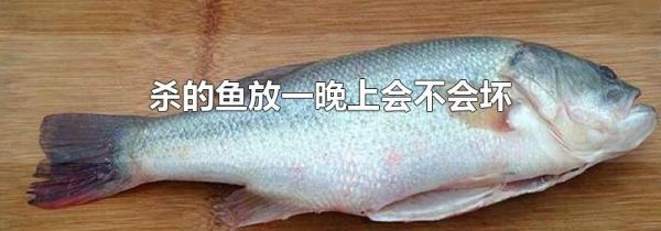 杀的鱼放一晚上会不会坏