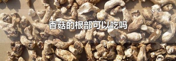 香菇的根部可以吃吗