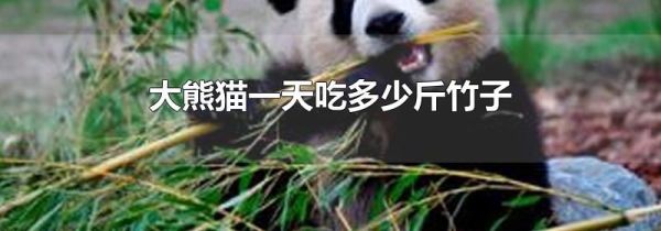 大熊猫一天吃多少斤竹子