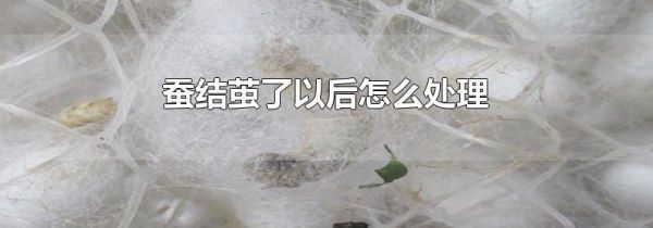 蚕结茧了以后怎么处理