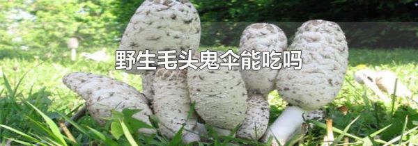 野生毛头鬼伞能吃吗