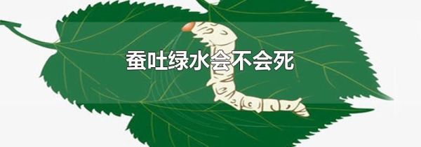 蚕吐绿水会不会死