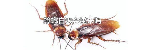 蟑螂白天会出来吗