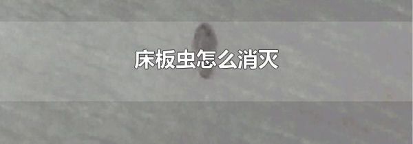 床板虫怎么消灭