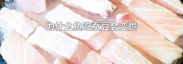 为什么鱼吃蚕豆会变脆