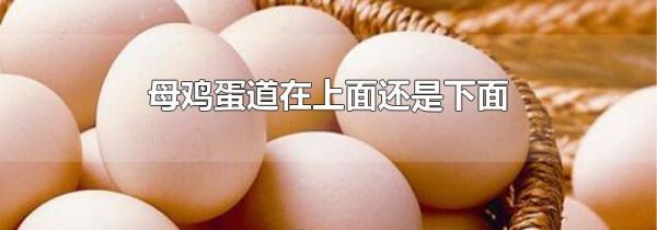 母鸡蛋道在上面还是下面