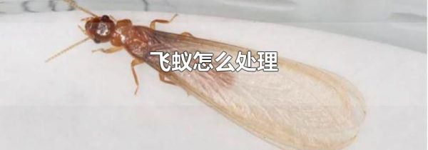 飞蚁怎么处理