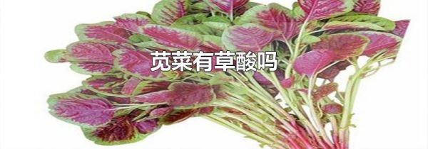 苋菜有草酸吗