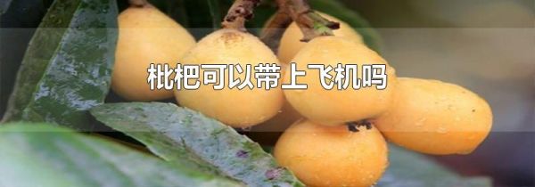 枇杷可以带上飞机吗