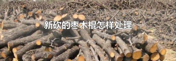 新砍的枣木棍怎样处理