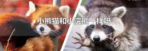 小熊猫和小浣熊一样吗