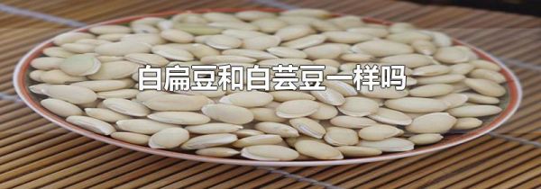 白扁豆和白芸豆一样吗