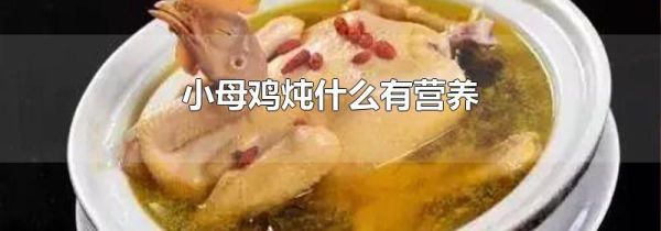 小母鸡炖什么有营养