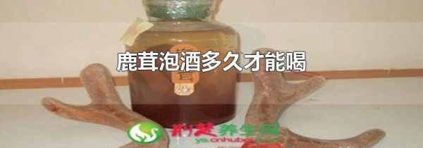 鹿茸泡酒多久才能喝