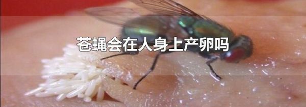 苍蝇会在人身上产卵吗