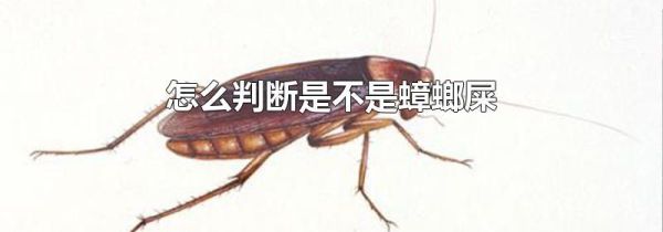 怎么判断是不是蟑螂屎