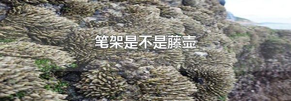 笔架是不是藤壶