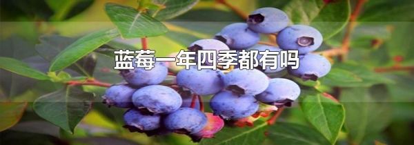 蓝莓一年四季都有吗