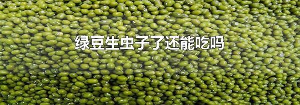 绿豆生虫子了还能吃吗